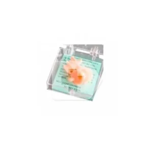 Ohren | JOYA Edelsteinstopper ood gum 2 Stück